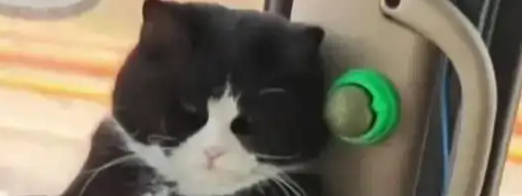 15斤的“幸福肥”与万里征途：一位挂车司机与流浪猫的双向救赎