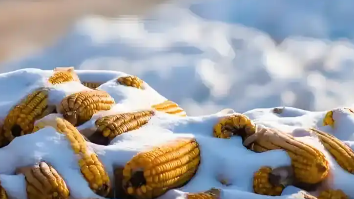 冬至奇观!连续两年同一天,上次出现竟在清朝!