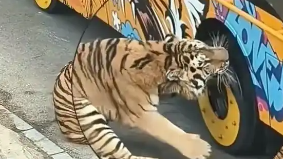 猛虎咬轮胎被同伴“劝架”当场炸毛！动物园上演的这出“虎界霸凌”戏码，暴露了哪些动物真相？