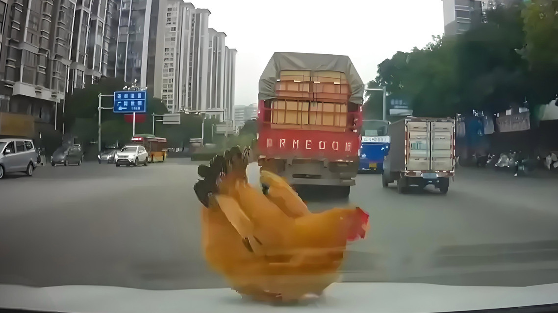 天降“鸡”祥！广西女司机引擎盖喜提活鸡，网友：这泼天的富贵接稳了！